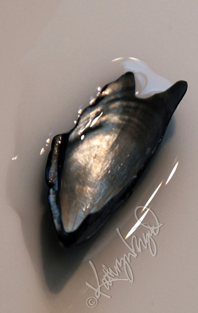 Photo: A Shell of Her Former Self