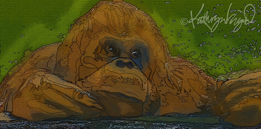 Digital illo from a photo: Boomerang-utan