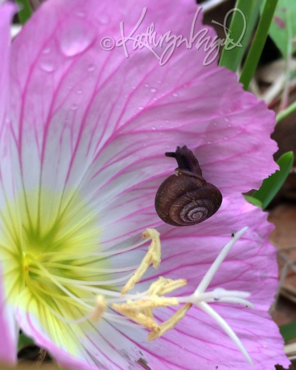 Photo: A Primrose and a Prim Little Snail