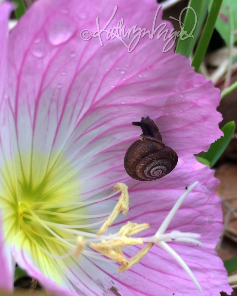 Photo: A Primrose and a Prim Little Snail
