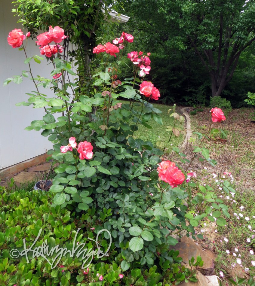 Photo: Rose Explosion