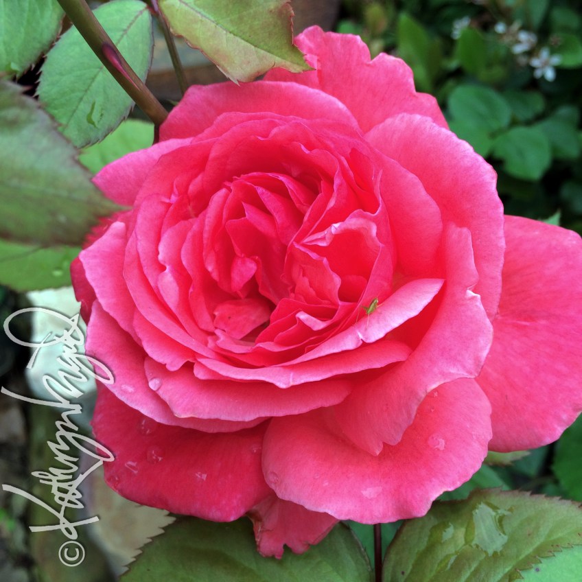 Photo: To Mothers of All Kinds