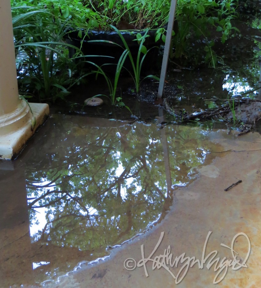 Photo: Sparks Lake, 2015