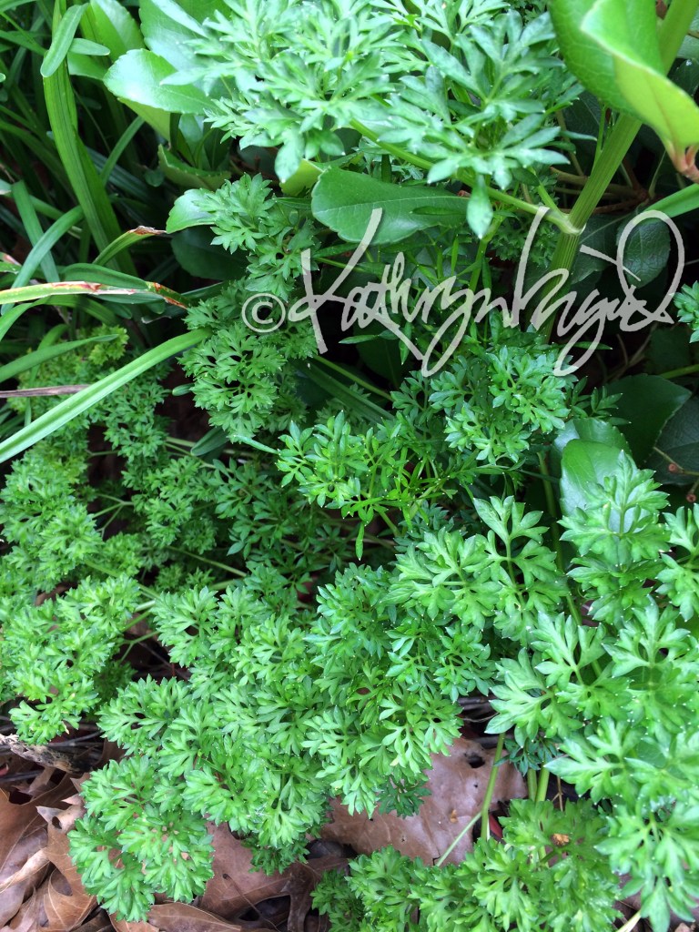 Photo: Parsley