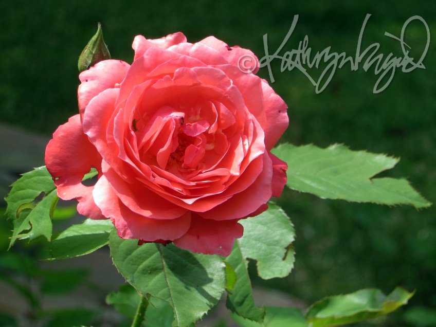 Photo: Not the Last Rose