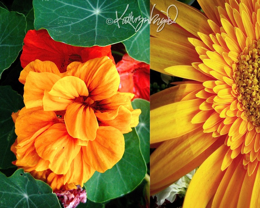 Photo montage: Odes to Orange