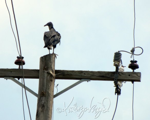 Photo: Vultures Watching Over Me