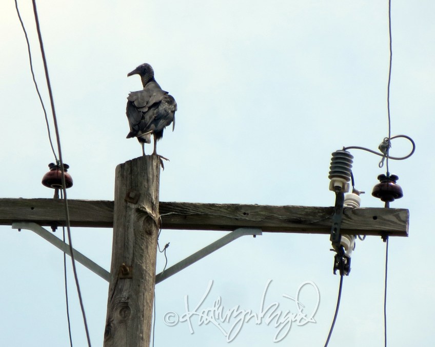 Photo: Vultures Watching Over Me