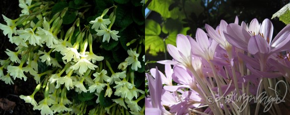 Photo montage: Sun & Shadow