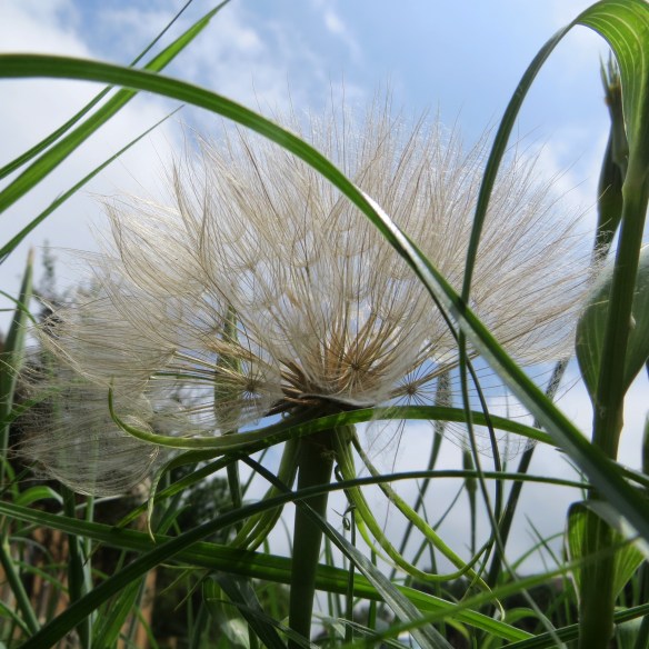 Photo: Carry My Wishes to the Stars