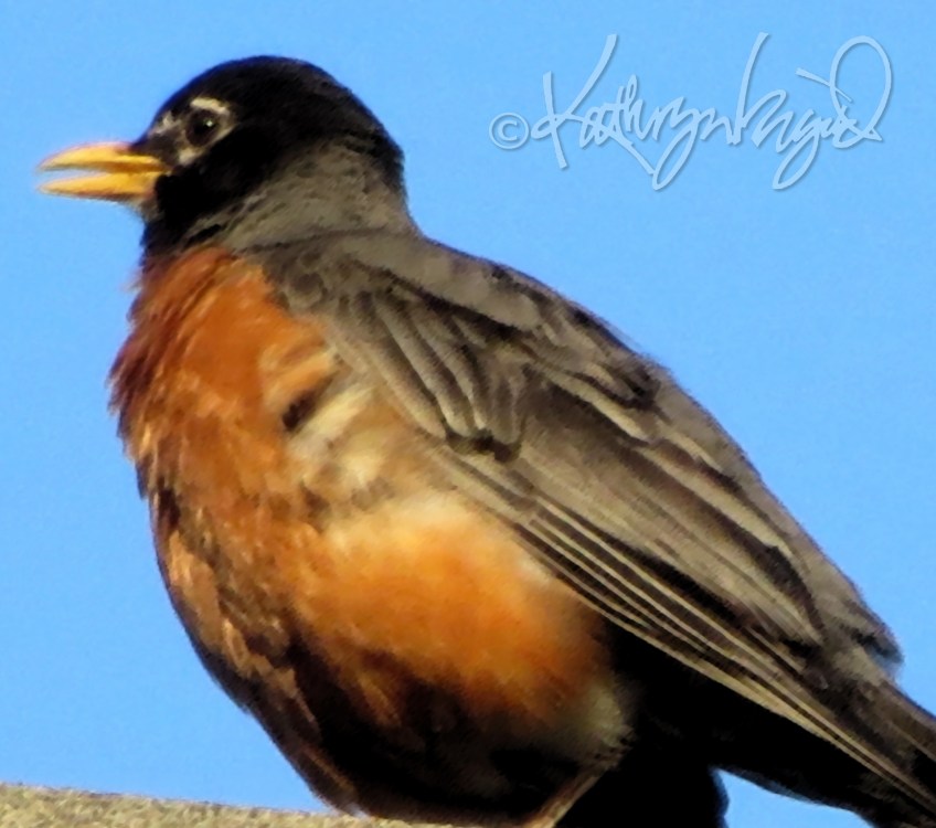 Photo: Robin, Singing