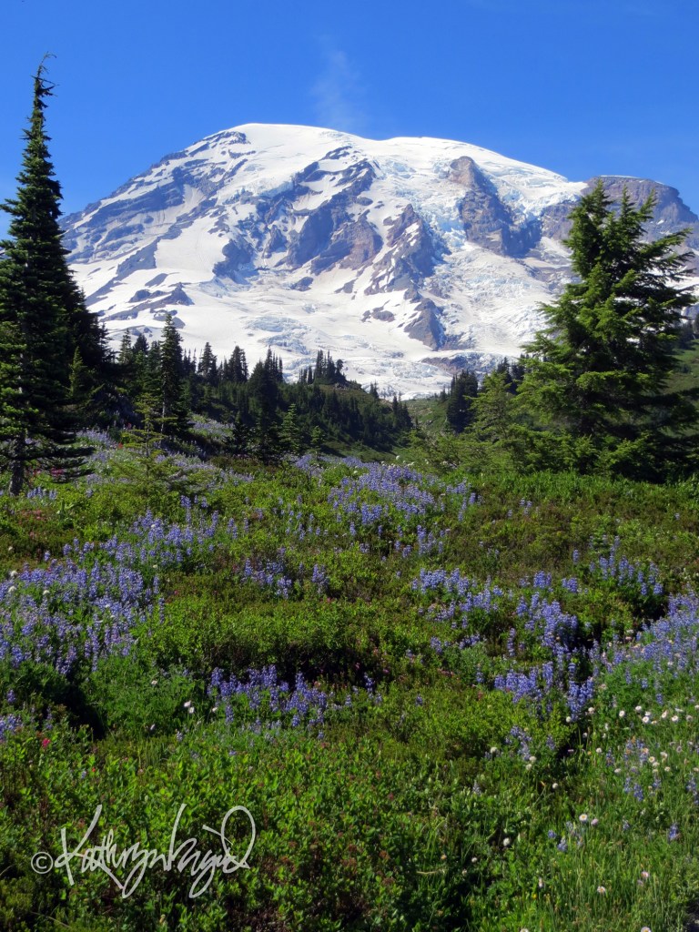 Photo: Mt. Rainier through the Lupines