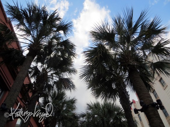 Photo: Palm Trees 1