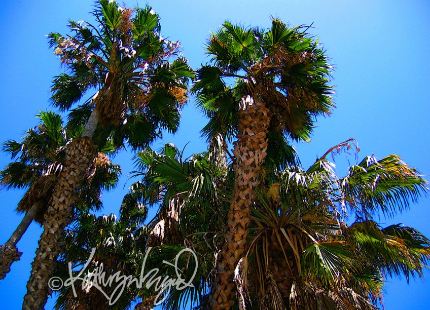 Photo: Palm Trees 2