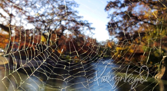 Photo: Study in Brown