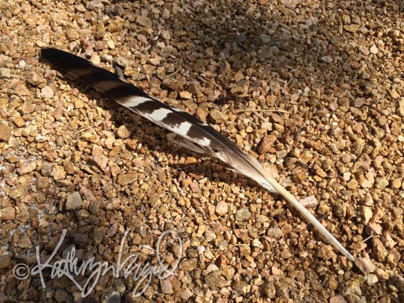 Photo: Birds of a Feather aren't Necessarily Allowed to Flock Together