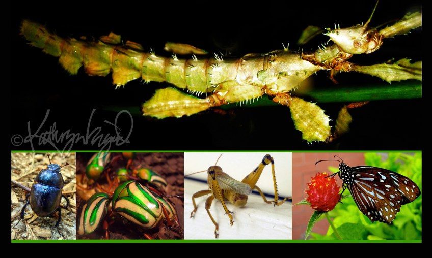 Photomontage: Pretty Insects