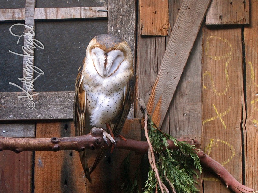 Photo: Wisdom Sleeps