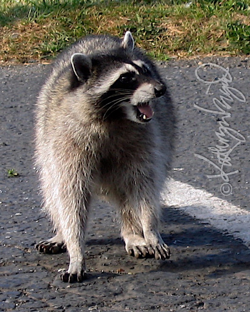 Photo: Masked Marauder