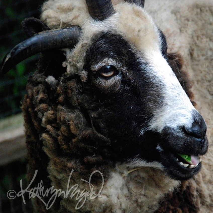 Photo: All We, Like Sheep