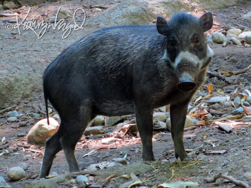 Photo: Not to be a Big Pig about It...