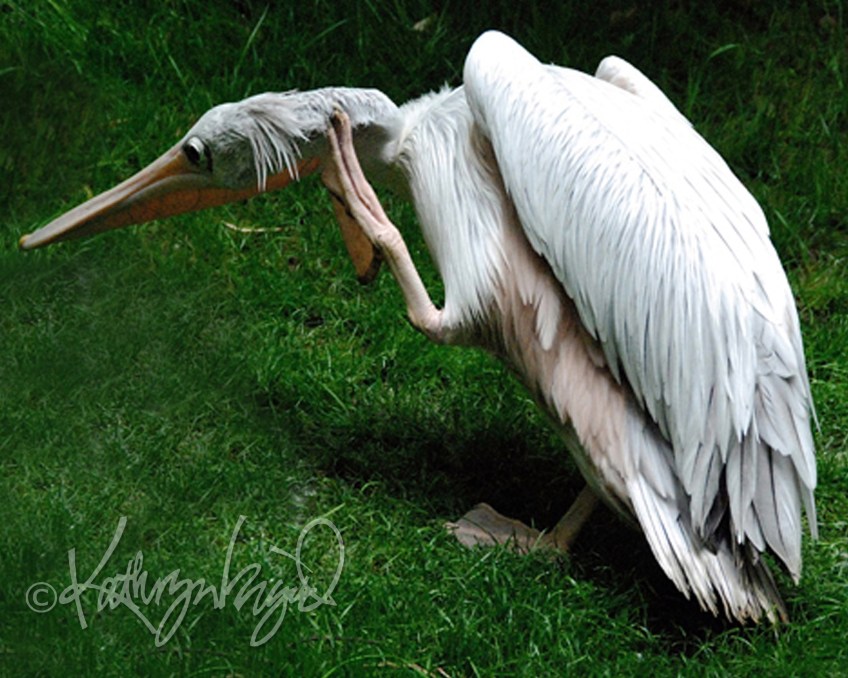 Photo: It's a Real Head-Scratcher