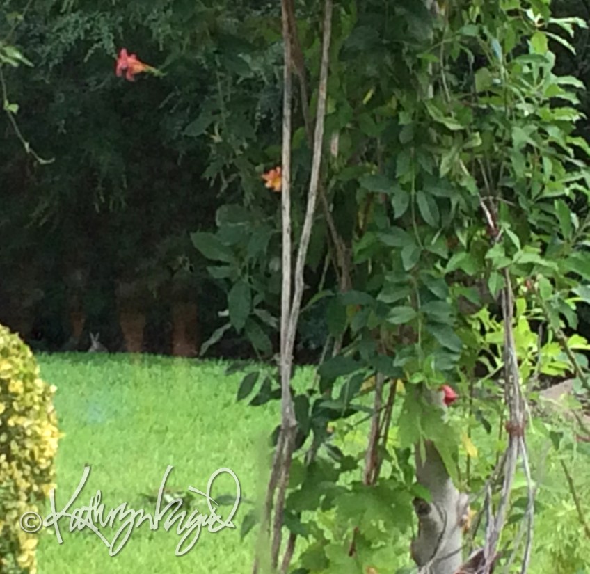 Photo: I Spy with My Little Eye