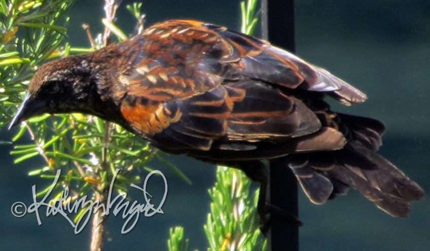 Photo: Red-winged Blackbird 1