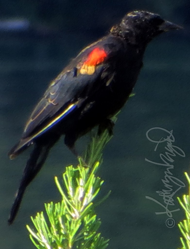 Photo: Red-winged Blackbird 2