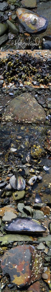 Photomontage: From the Coasts