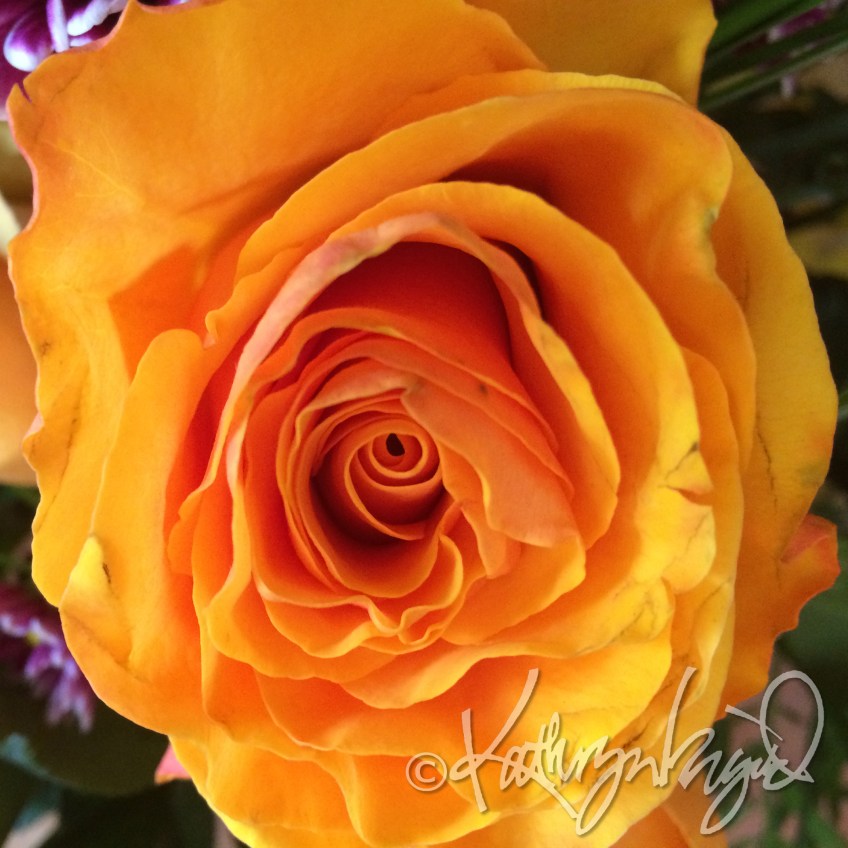 Photo: I Rose to the Occasion