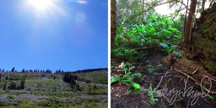 Photo montage: Evergreen 1