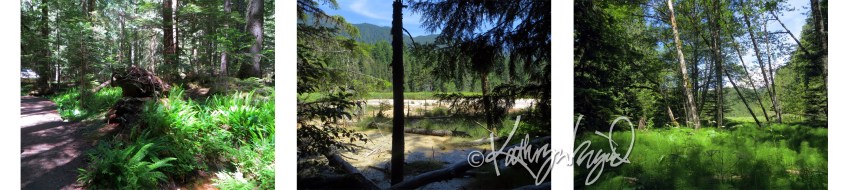 Photo montage: Evergreen 3