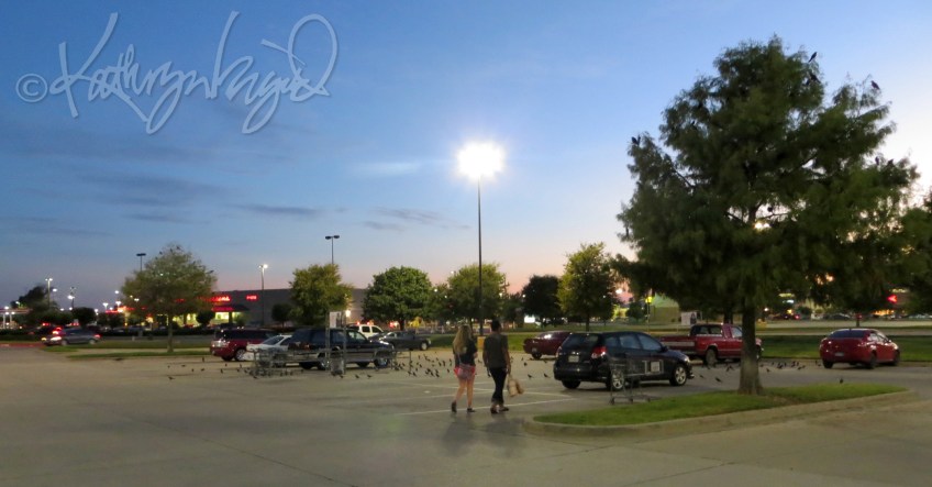 Photo: Grackles in the Parking Lot
