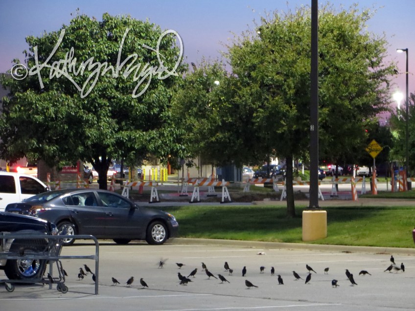 Photo: A Gathering of Grackles