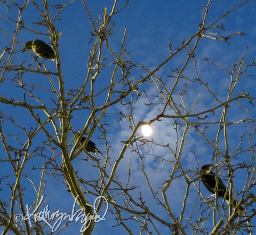 Photo: Grackles by Moonlight