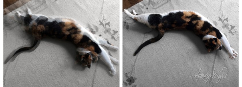 Photomontage: Action Figure