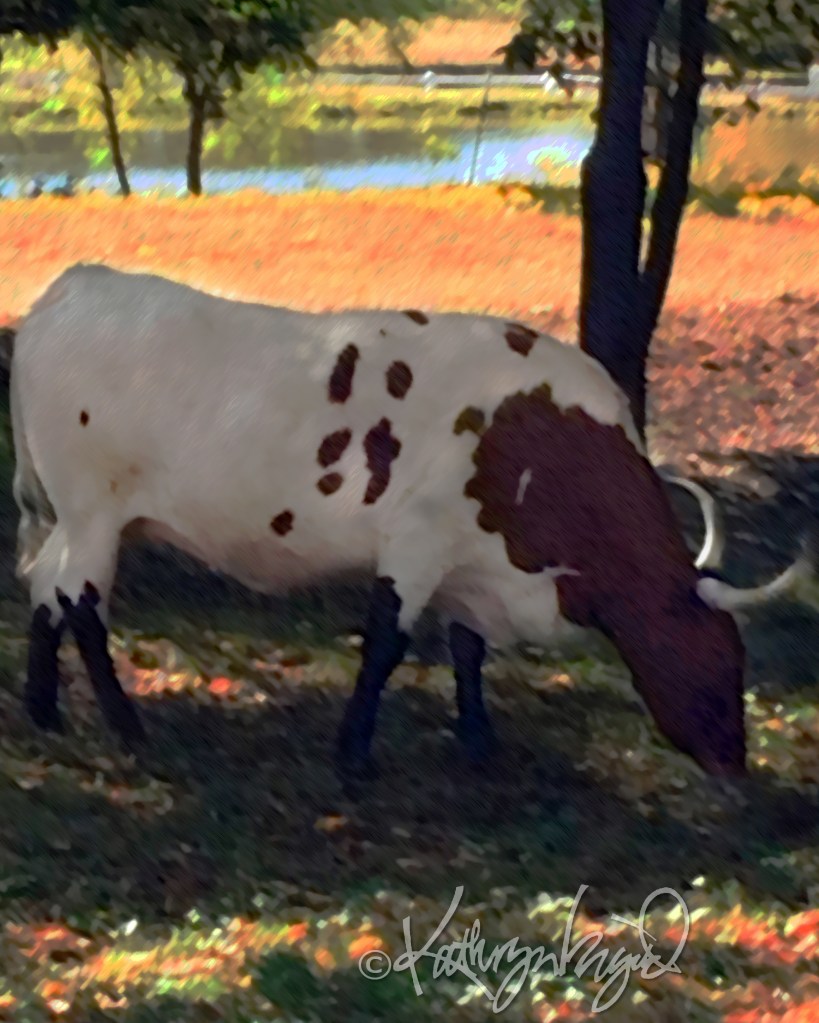 Digital illo from a photo: Doing My Impression of a Longhorn