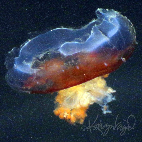 Photo: Blooming Jellyfish