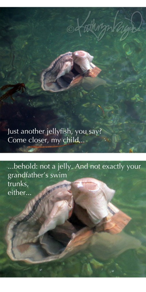 Photomontage: Not Your Grandfather's Swim Trunks