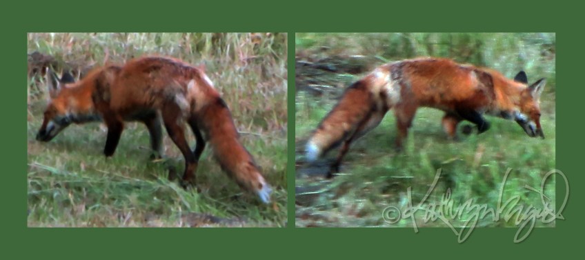 Photomontage: Fox Hunting