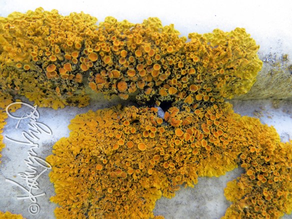 Photo: Macroscopic Garden 2