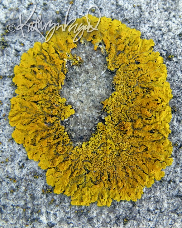 Photo: Macroscopic Garden 1