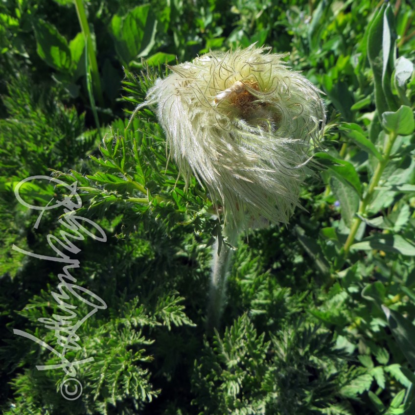 Photo: Hairy Alien 1