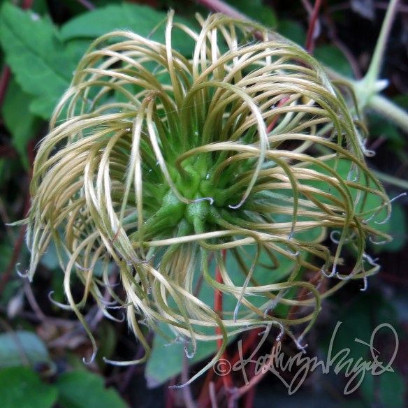 Photo: Hairy Alien 2