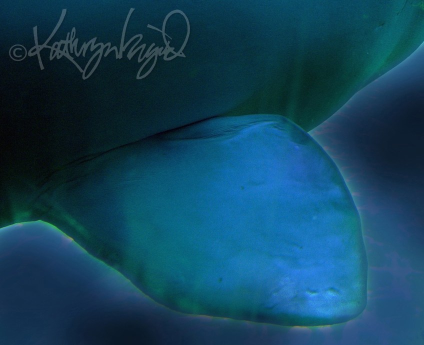 Photo: It's Not a Fluke