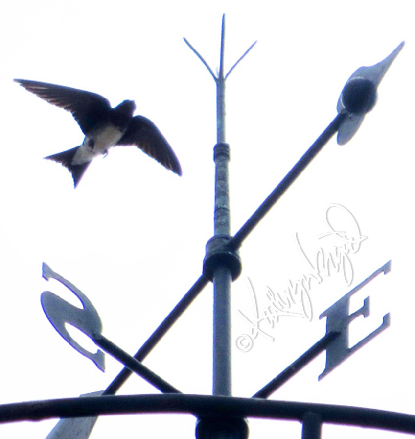 Digital illo from a photo: Angel of My Better Self