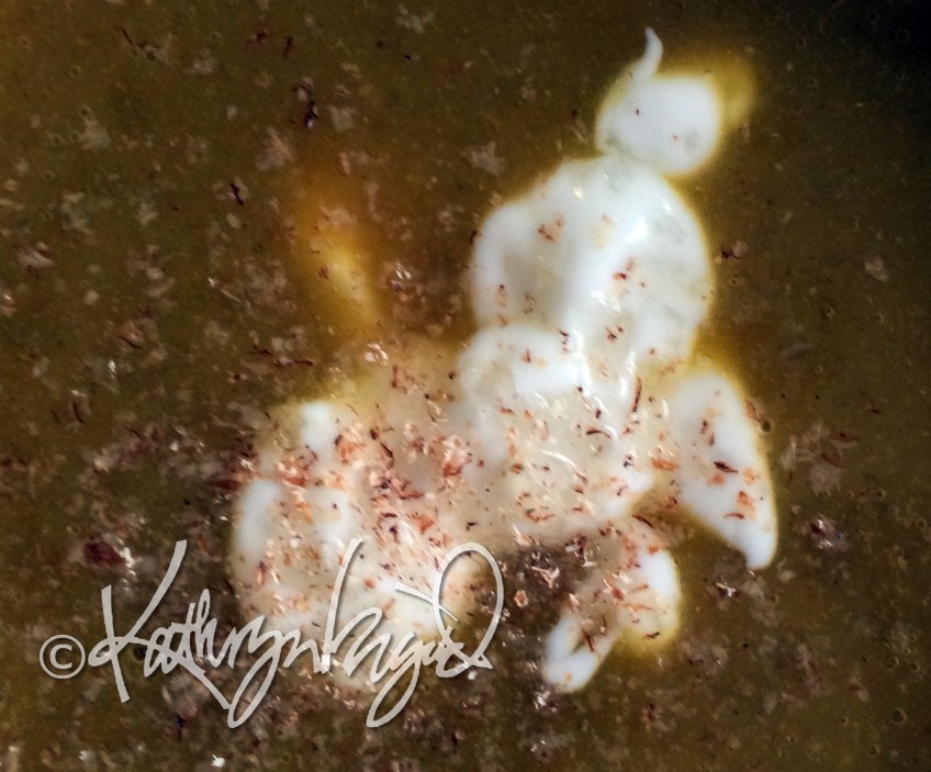 Photo: Curried Cream of Split Peas